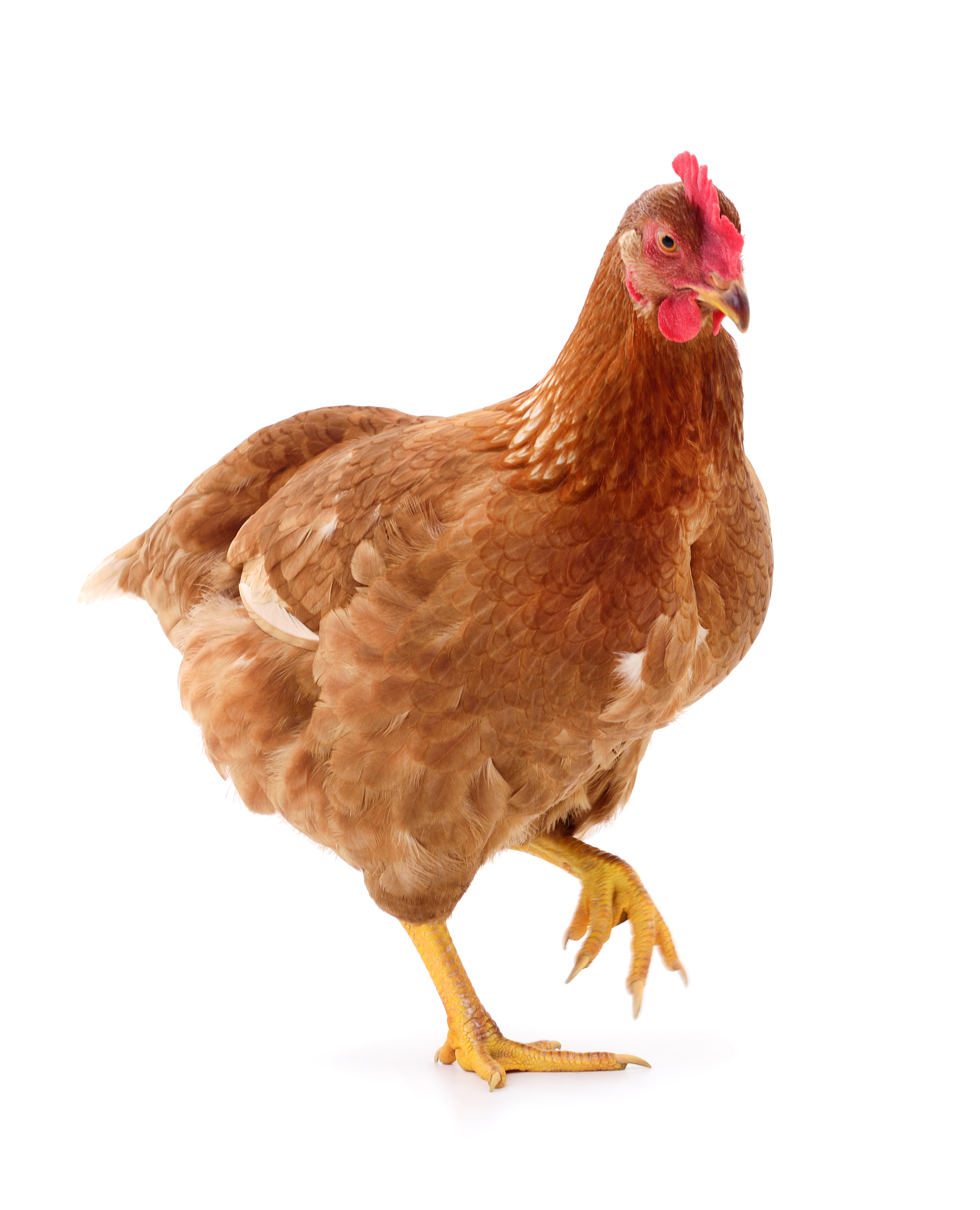 GoldenNest Agro