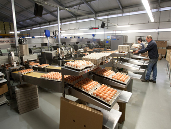 poultry-feed