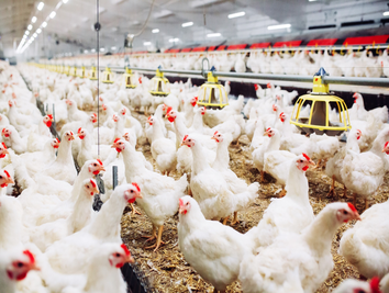 poultry-feed