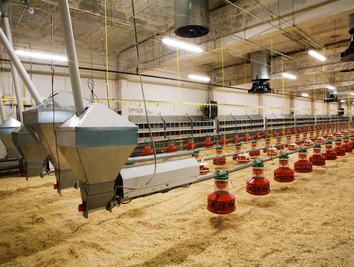poultry-feed